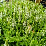 Šalvia hájna (Salvia nemorosa) ´SENSATION WHITE´ - kont. C1,5L